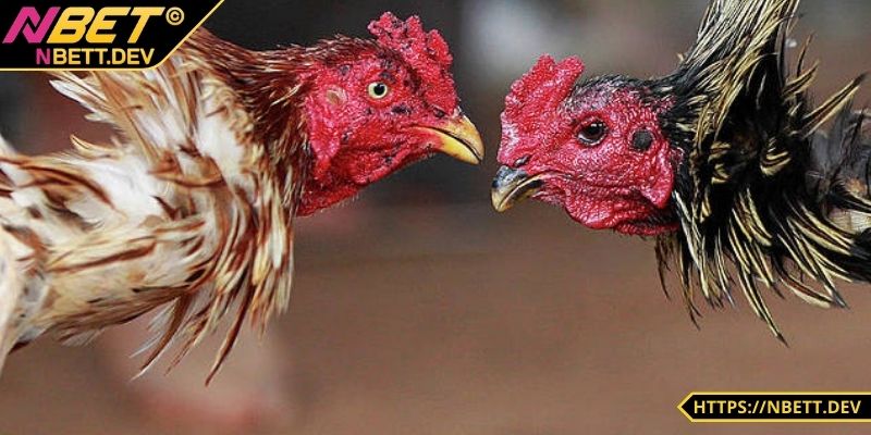 Đá Gà NBET - Đỉnh Cao Kịch Tính Hấp Dẫn Chỉ Có Tại Nhà Cái 4 Bảo mật tuyệt đối khi anh em tham gia chơi