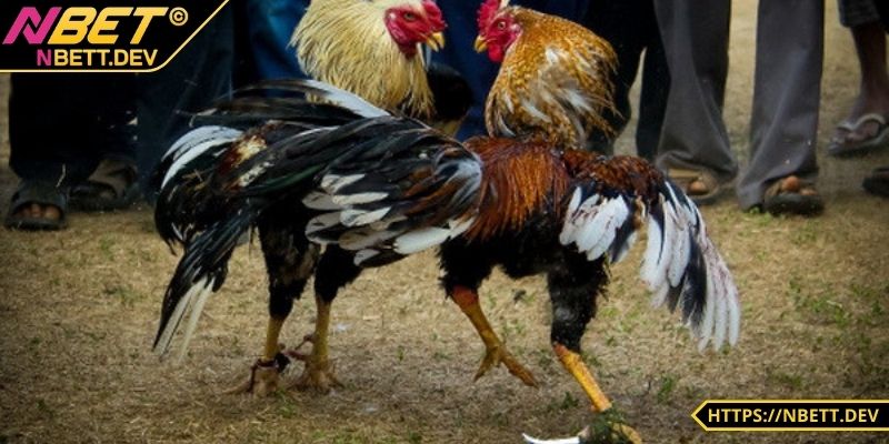 Đá Gà NBET - Đỉnh Cao Kịch Tính Hấp Dẫn Chỉ Có Tại Nhà Cái 3 Anh em có thể xem trực tiếp với chất lượng cao