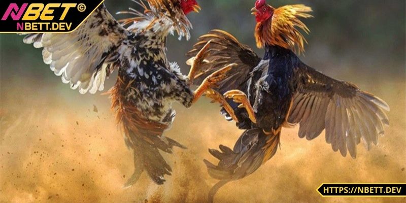 Đá Gà NBET - Đỉnh Cao Kịch Tính Hấp Dẫn Chỉ Có Tại Nhà Cái 1 Đá gà NBET được hiểu như thế nào?
