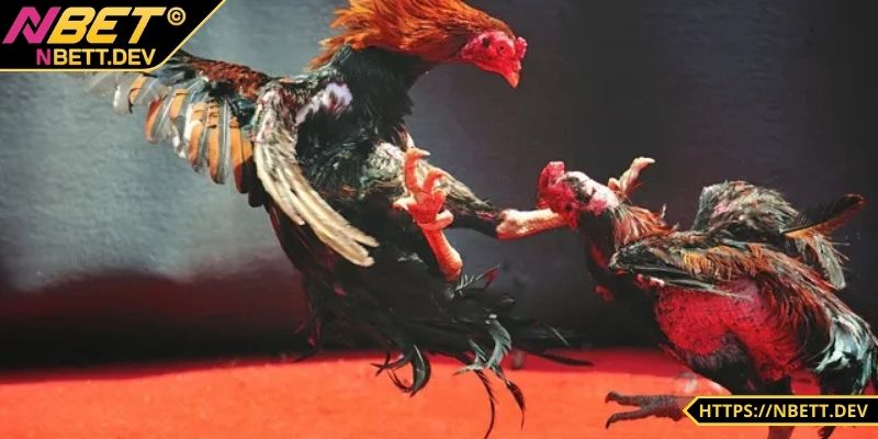 Đá Gà NBET - Đỉnh Cao Kịch Tính Hấp Dẫn Chỉ Có Tại Nhà Cái 2 Tỷ lệ cược siêu hấp dẫn cho bet thủ